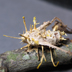 Cordyceps species